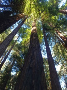 Mier Woods